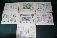 Alexander von Humboldt’s