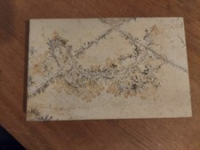 Versteinerung Solnhofer Fisch