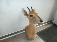 Kronenducker (Common duiker) Namibia/Afrika Jagdtrophäe Design Deko Unikat Gesch