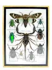 Einzelstück - echte