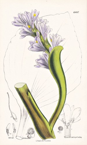 Eichornia azurea brasil blume - eichornia,