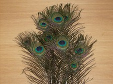 15  Pfauenfedern, Augenfedern  75 cm