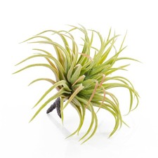 artplants Künstliche