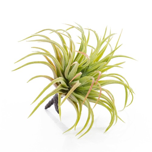 Artplants künstliche - artplants,