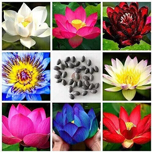 90x samen lotus flower - 90x,