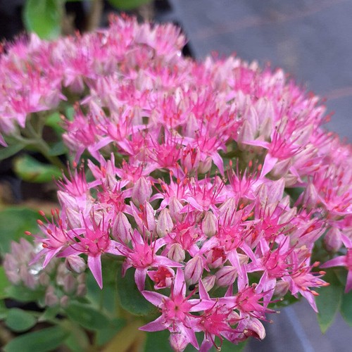 Sedum carl fetthenne - carl,