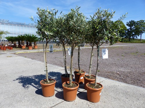 Olivenbaum stamm olive - olivenbaum,
