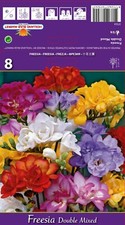 @ (◕‿◕)\@ Freesia - Freesien "  Gefüllte Prachtmischung "  Liefertermin