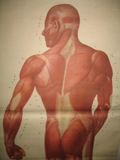 alte große Rollkarte Lehrkarte DIE MUSKELN DES MENSCHEN Lehrmittel 81 x 190 DDR