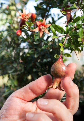 Gute samen zier - gute, zier-granatapfel