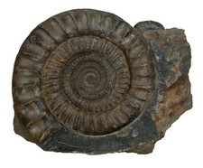 Lias  Arietites (Arietites) bucklandi macer  Großer Ammonit  Trossingen  KE28-52