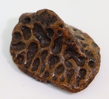 Panzerplatte, Alligator