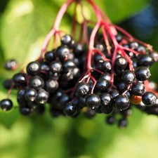 Schwarzer Holunder Samyl 2L -