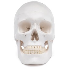 Schädel Anatomie Modell lebensgroß 3 teilig Zähne in Elfenbeinfarbe