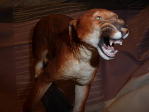 Puma berglöwe auf baumstamm - puma,