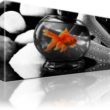 Goldfisch Haustier Aquarium Fisch Gold Bild auf Leinwand Bilder Canvas