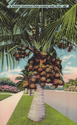 Postkarte usa florida - -, /