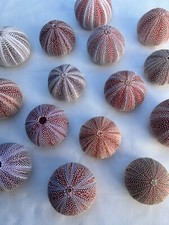 Seeigel, riesige Seeigel