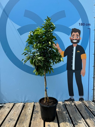Mandarinenbaum 150 citrus - cm,