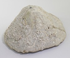 Seeigel, Clypeaster sp., Tertiär, Miozän, Tropea, Italien -L241