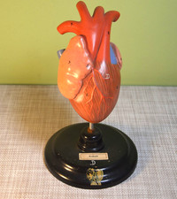 altes Anatomiemodell - Herz vom Krokodil