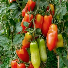 Tomatensamen (7+Samen)