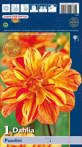 Dahlien rhizome pasolini - dahlien-rhizome,