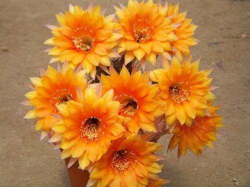 Echinopsis hybrid oriole - hybrid, "
