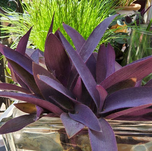 Pallida purple heart - purple,