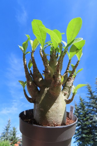 Adenium obesum wüstenrose - obesum,