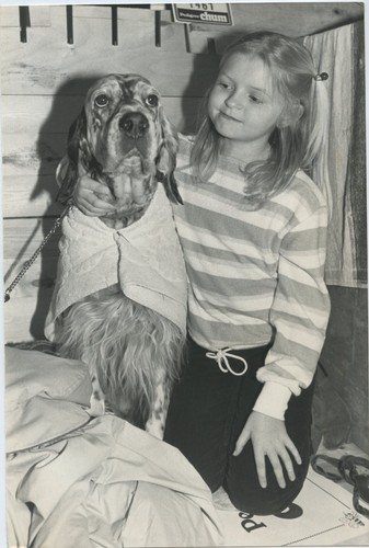 English setter rosie crufts - english,
