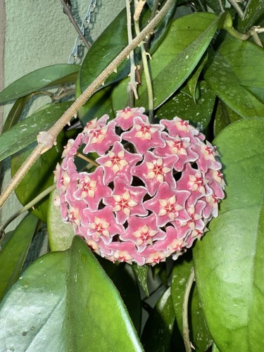 Hoya wachsblume steckling - hoya,