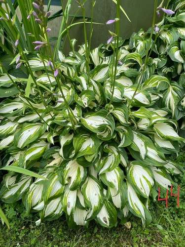 Hosta funkie - hosta,
