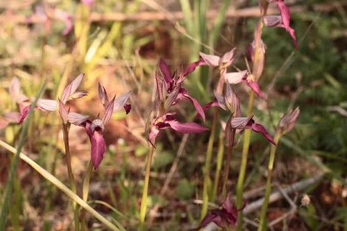 Serapias strictiflora