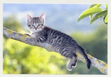 Postkarte katze neu - postkarte,