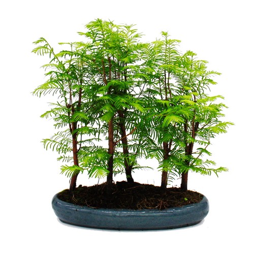 Outdoor bonsai metasequoia - outdoor-bonsai,