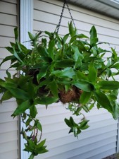 Two Plants Callisia fragrans