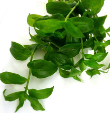 -   Tradescantia  2  Ableger