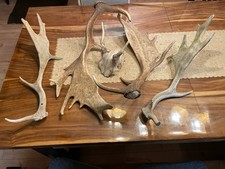 Damwild Geweih Abwurfstangen