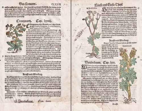Kreuzwurz jakobs greiskraut - kreuzwurz, jakobs-greiskraut