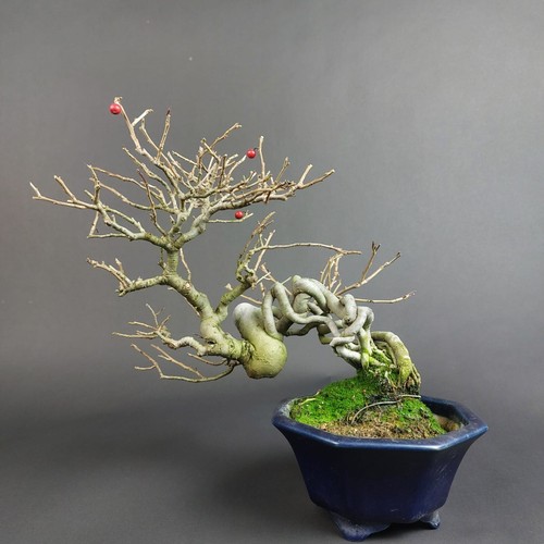 Bonsai illex serrata - bonsai,