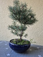 Bonsai Outdoor,  Haken Kiefer