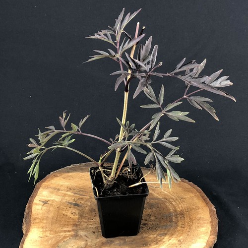 Schwarzer holunder sambucus - schwarzer,