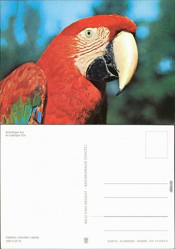 Zoo leipzig grünflügel ara - zoo, leipzig: