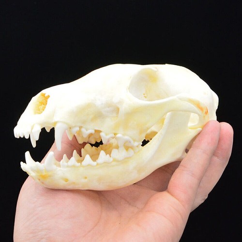 Fuchs schädel rotfuchs - schädel,