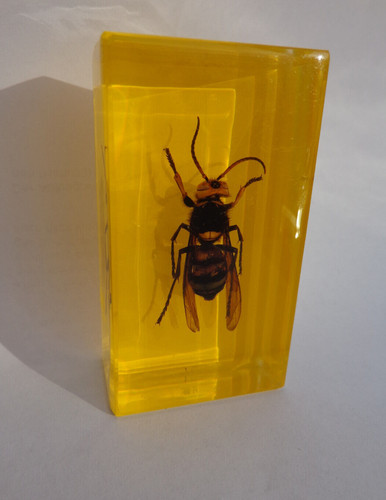 Echtes insekt acryl - , "