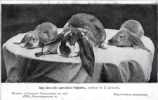 Ak Englisches Widderkaninchen