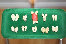 23 Stück Hirsch Grandeln, 11