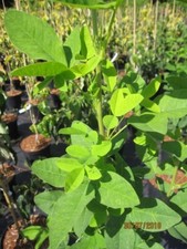 Laburnum anagyroides Yellow