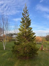Sequoiadendron giganteum